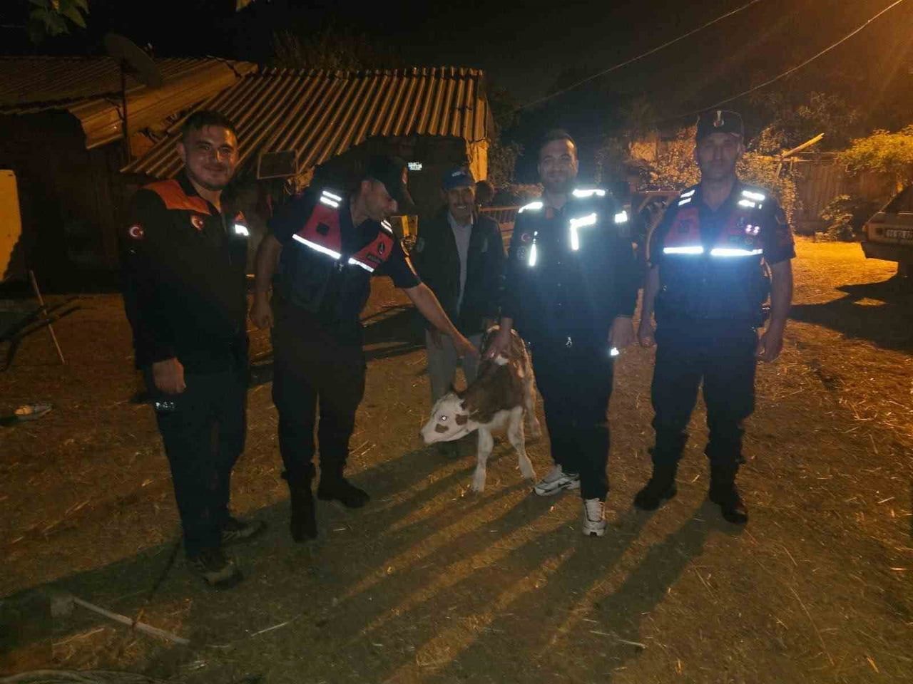 KAYIP BÜYÜKBAŞ HAYVAN, TARLADA DOĞUM YAPMIŞ HALDE BULUNDU