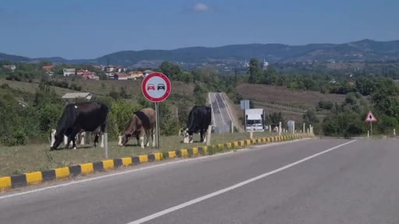 Kara yolunda başıboş hayvanlar tehlike saçıyor