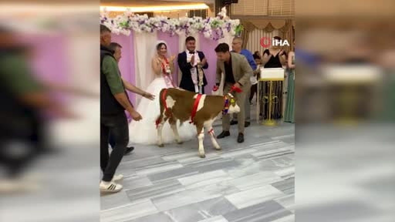 Düğünde arkadaşına altın yerine buzağı taktı