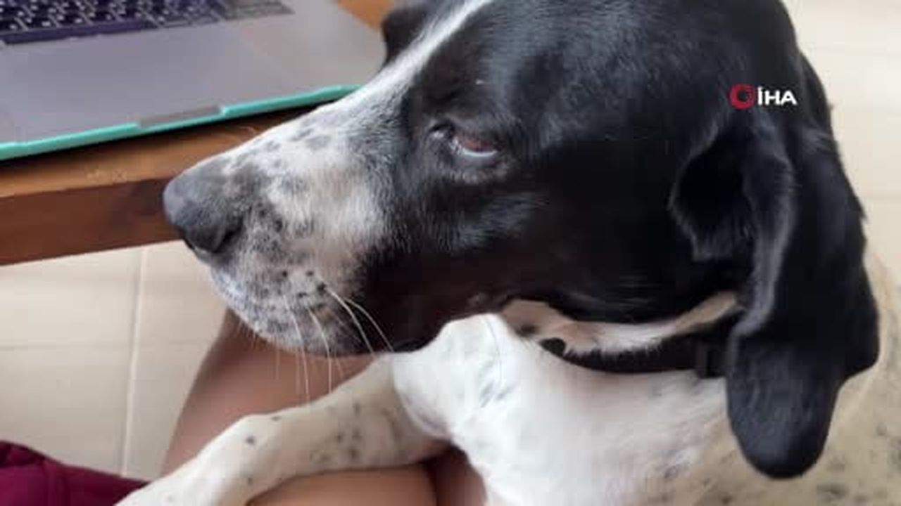 Rus kadın 4 ay önce kaybolan köpeğini 4 ilçede arıyor, binlerce afiş bastırıp her yere...