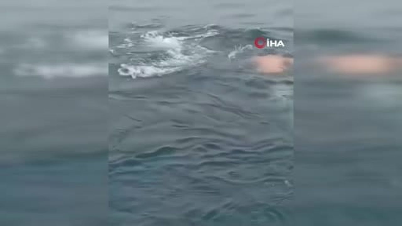 Pasifik Okyanusu'nda Perulu bir balıkçı, ağa takılan balinayı kurtardı.