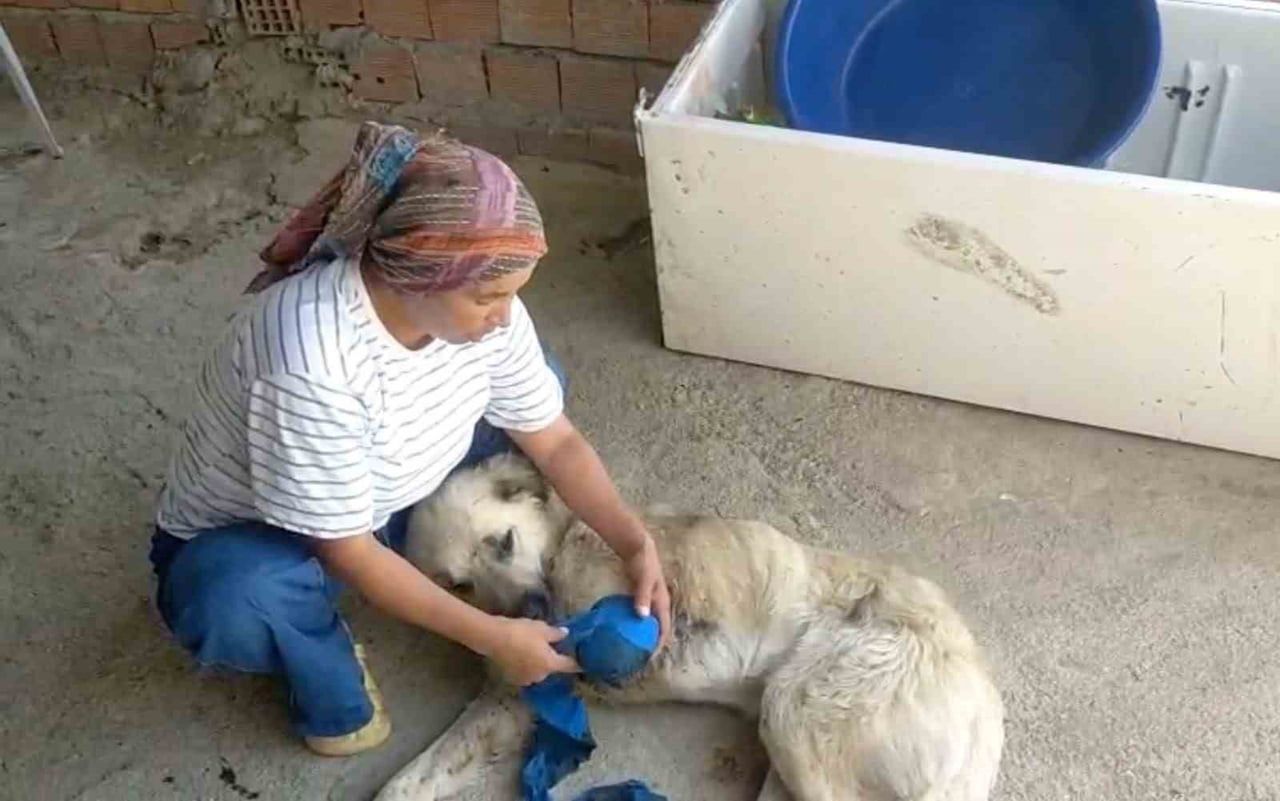 ANTALYA’NIN SERİK İLÇESİNDE HAYVANCILIKLA GEÇİNEN GÜLŞEN TORBALI’NIN EN BÜYÜK YARDIMCISI VE "ÇOBAN...