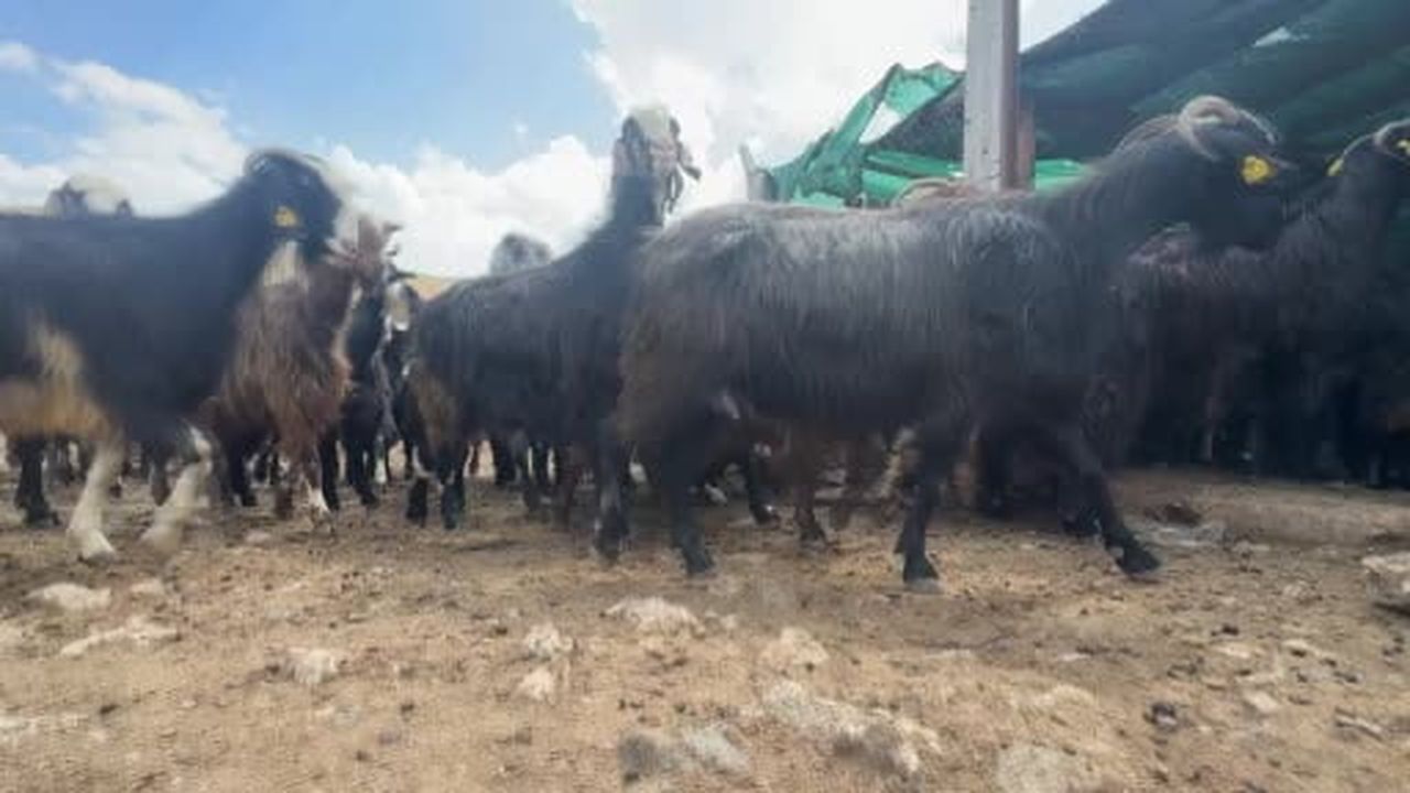 Eskiden çul dokuma ve kıl çadırda kullanılan koyun kılları artık çöpe gidiyor