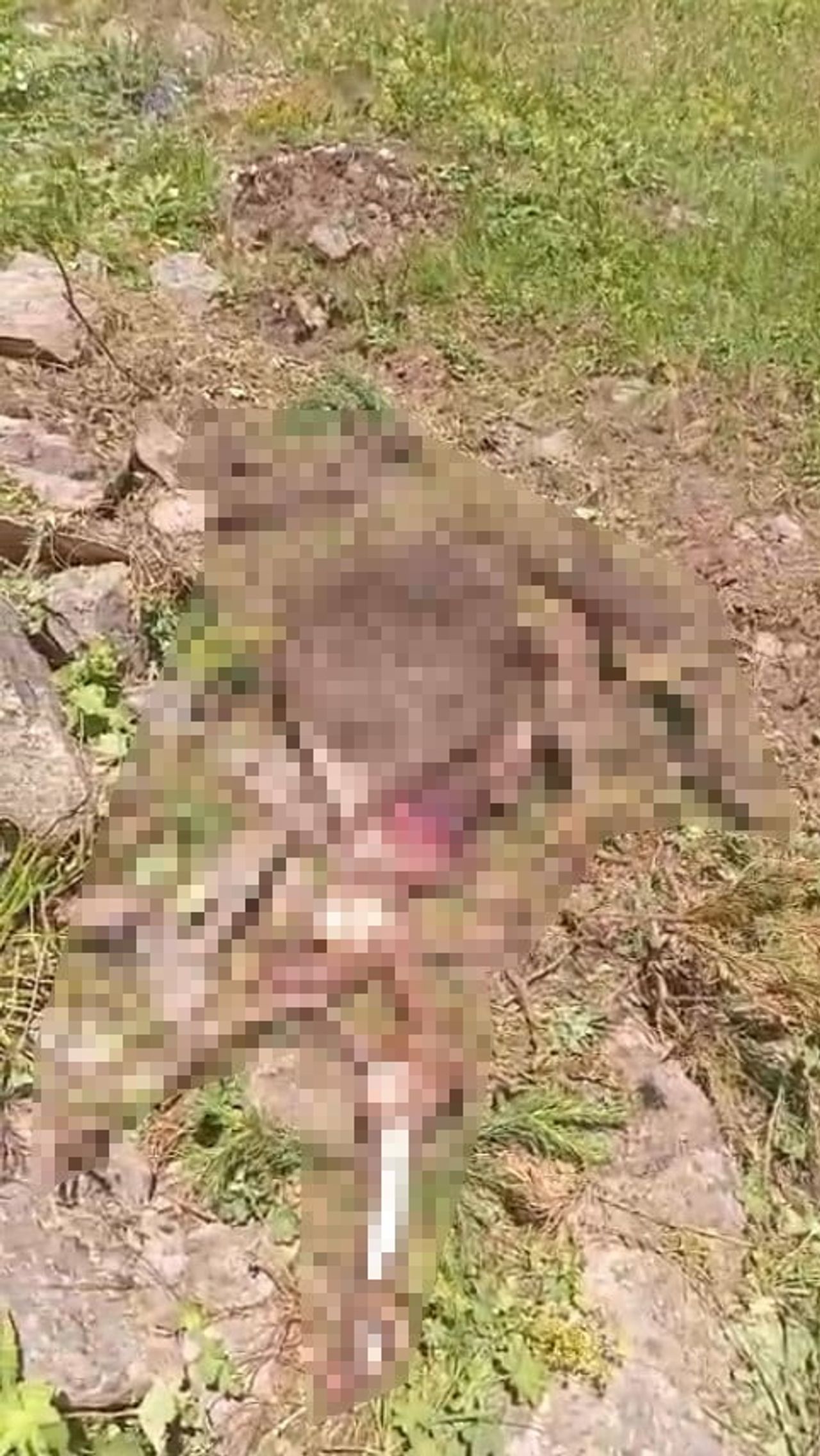 GÜMÜŞHANE'NİN KÜRTÜN İLÇESİNDE KAYBOLAN BİR İNEK, 2 GÜN SÜREN ARAMA ÇALIŞMALARININ ARDINDAN AYI...