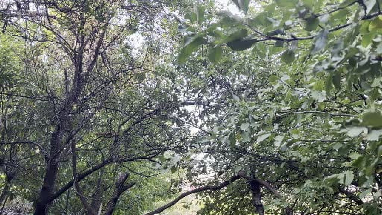 Bingöl'de sincabın bahçede dolaştığı anlar görüntülendi