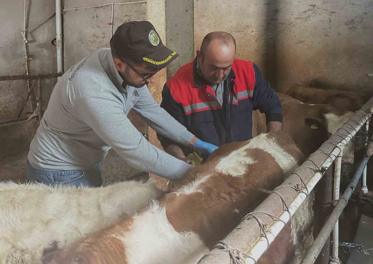 AYDINTEPE’DE BÜYÜKBAŞ HAYVANLARA ŞAP AŞILAMASI SÜRÜYOR