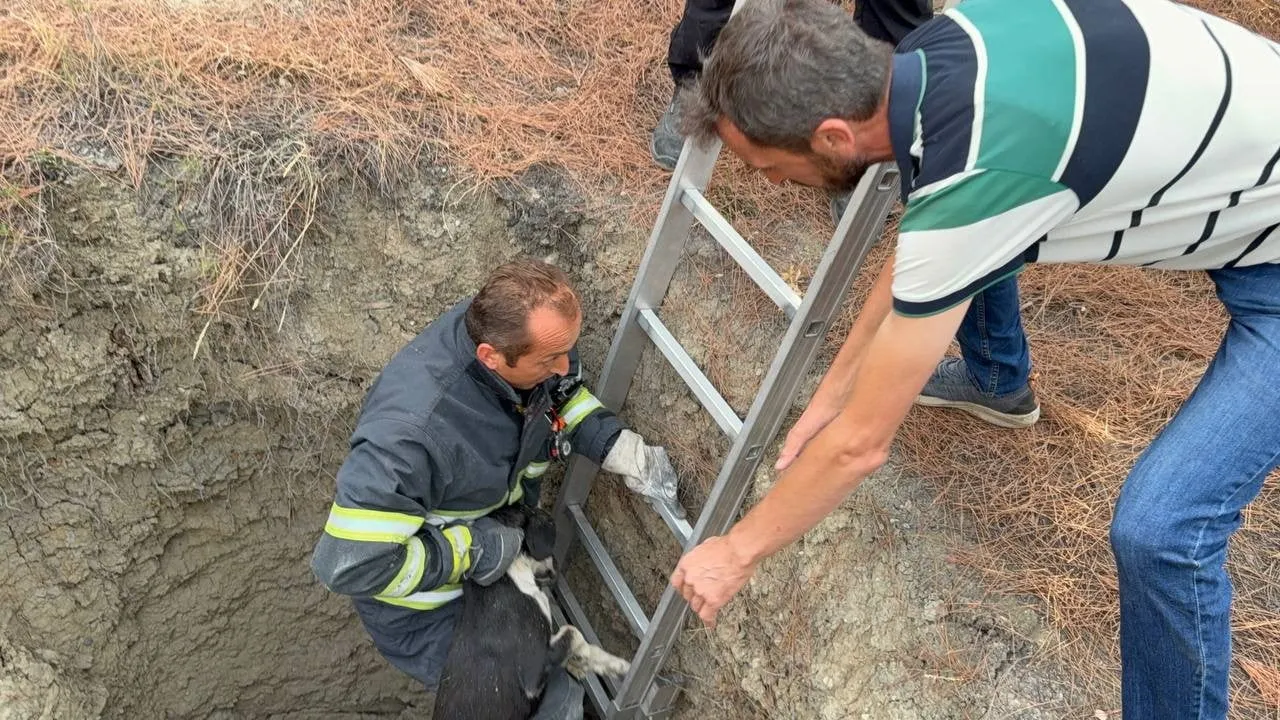 KARABÜK'TE ORMANLIK ALANDA YAKLAŞIK 10 METRE DERİNLİĞİNDEKİ KUYUYA DÜŞEN SOKAK KÖPEĞİ, İTFAİYENİN...