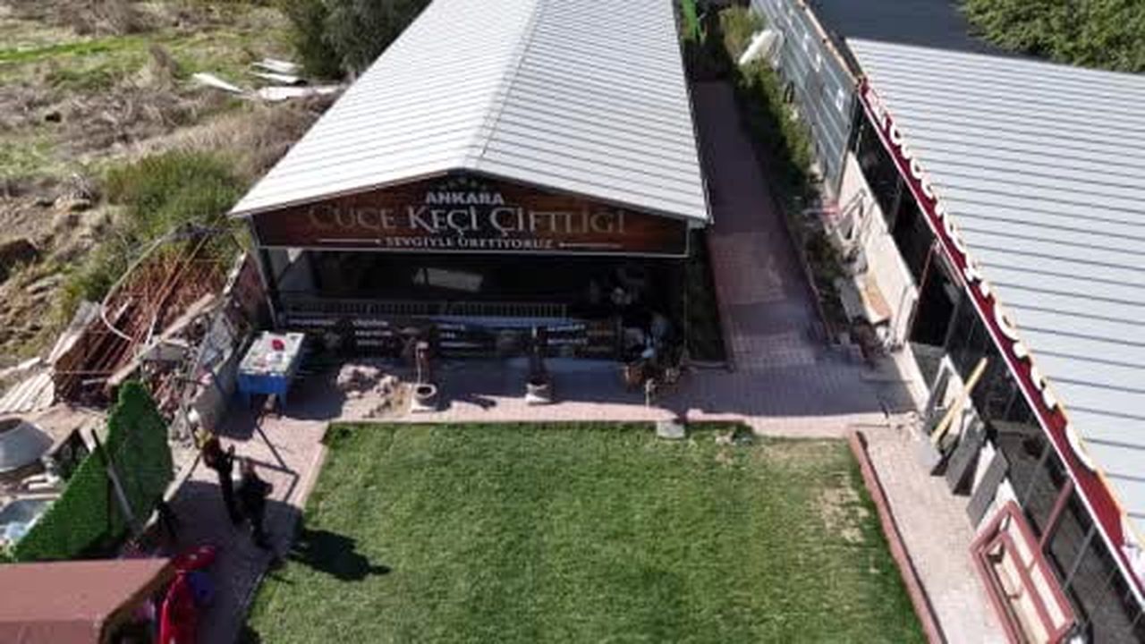 Türkiye'de cüce keçi için talep artıyor