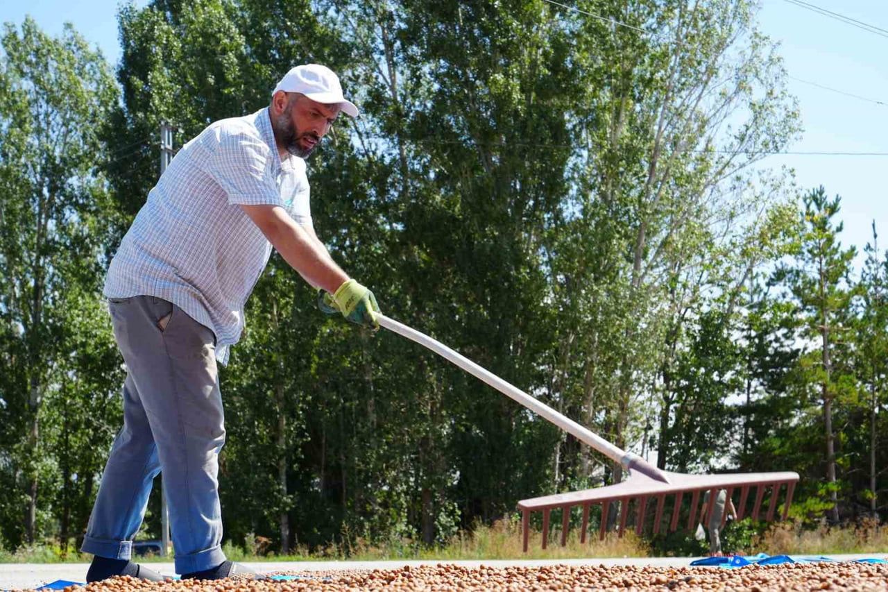 FINDIK İÇİN GÜNEŞ YOLCULUĞU: TRABZON’DA TOPLANIYOR, BAYBURT’TA KURUTULUYOR