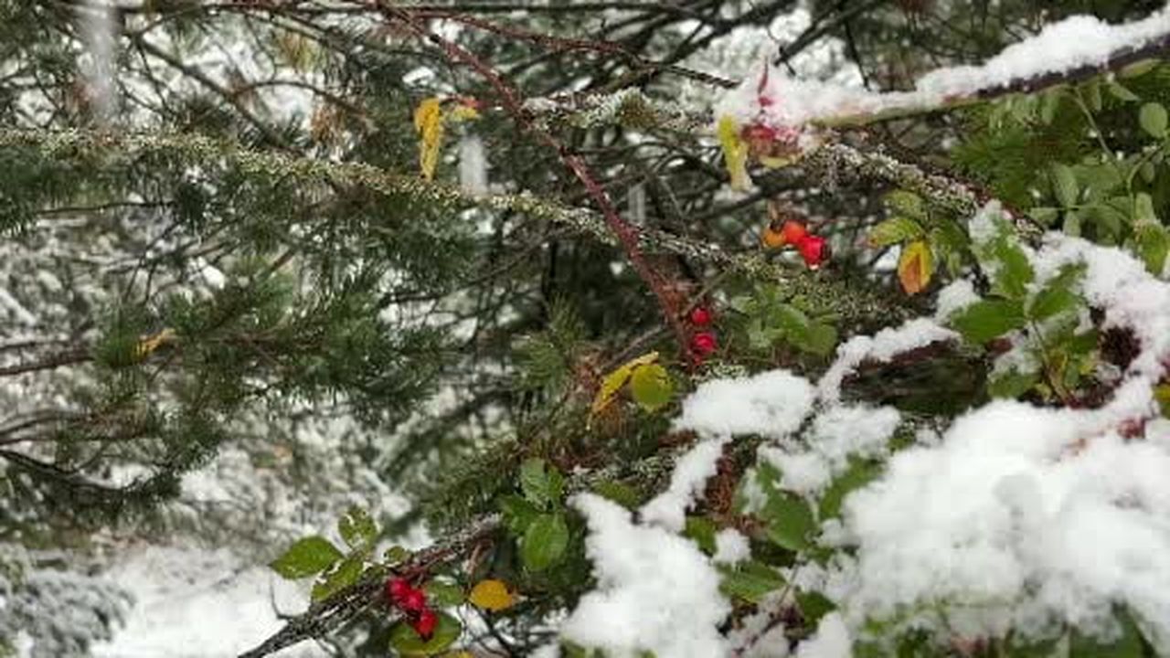 Bolu’nun yüksek kesimlerinde lapa lapa kar: Yaylalar ve Kartalkaya beyaza büründü