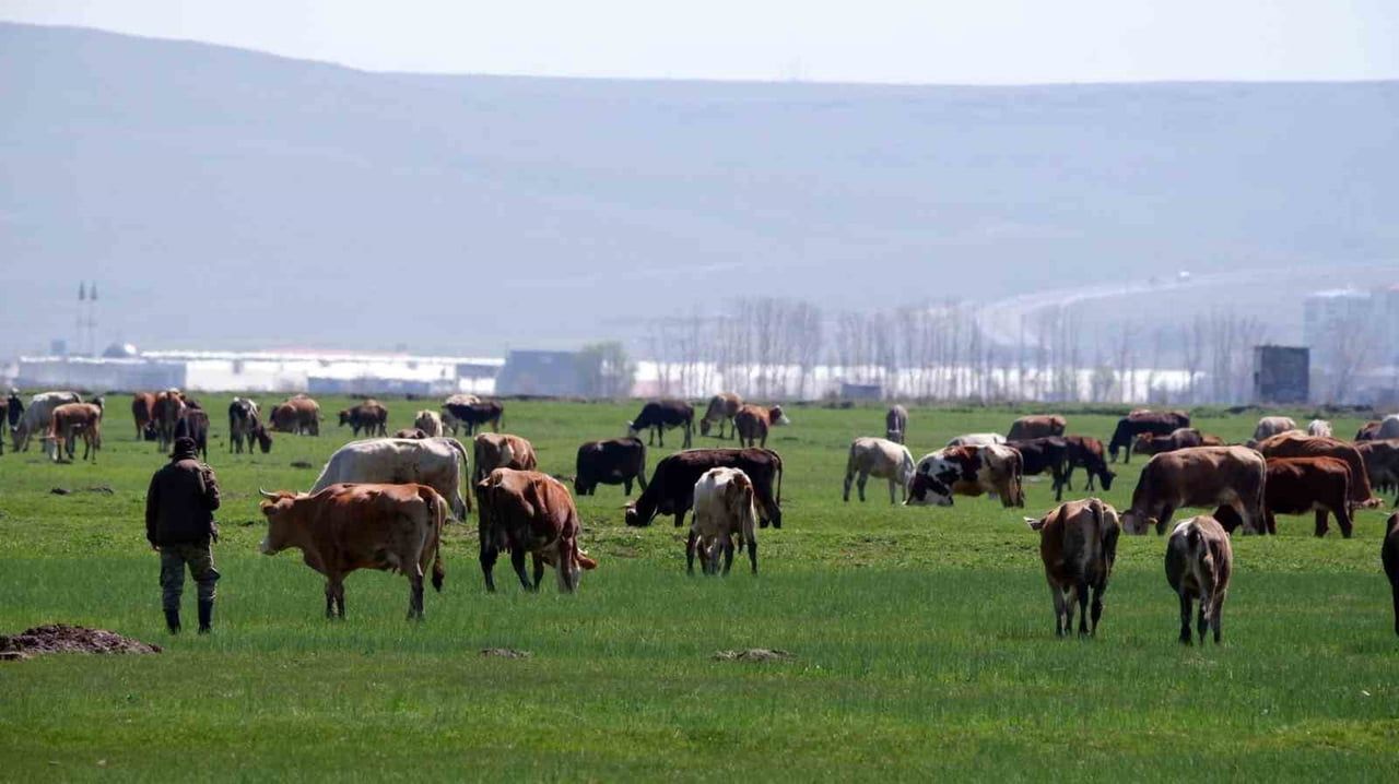 ERZURUM’DA 2026 YILI 1. DÖNEM BÜYÜKBAŞ VE KÜÇÜKBAŞ HAYVANCILIK DESTEKLEME BAŞVURULARI RESMEN...