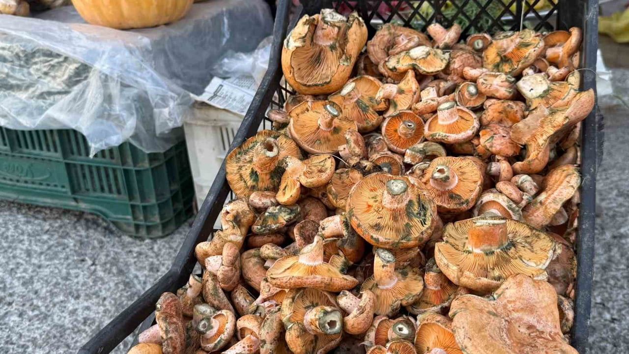 MUĞLA’NIN MENTEŞE İLÇESİNDE YAĞIŞLARIN ARDINDAN SEZONUN İLK ÇINTARLARI ORMANLIK ALANLARDA ÇIKMAYA...