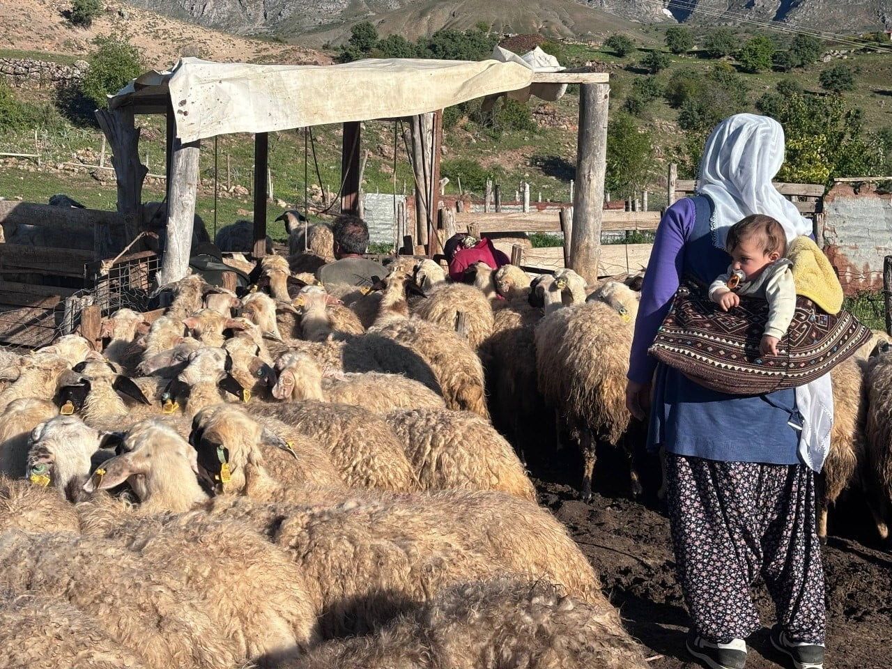 ERZİNCAN'IN COĞRAFİ İŞARETLİ ÜRÜNÜ OLAN ERZİNCAN TULUM PEYNİRİ, DOĞAL YAYLALARDA GELENEKSEL...