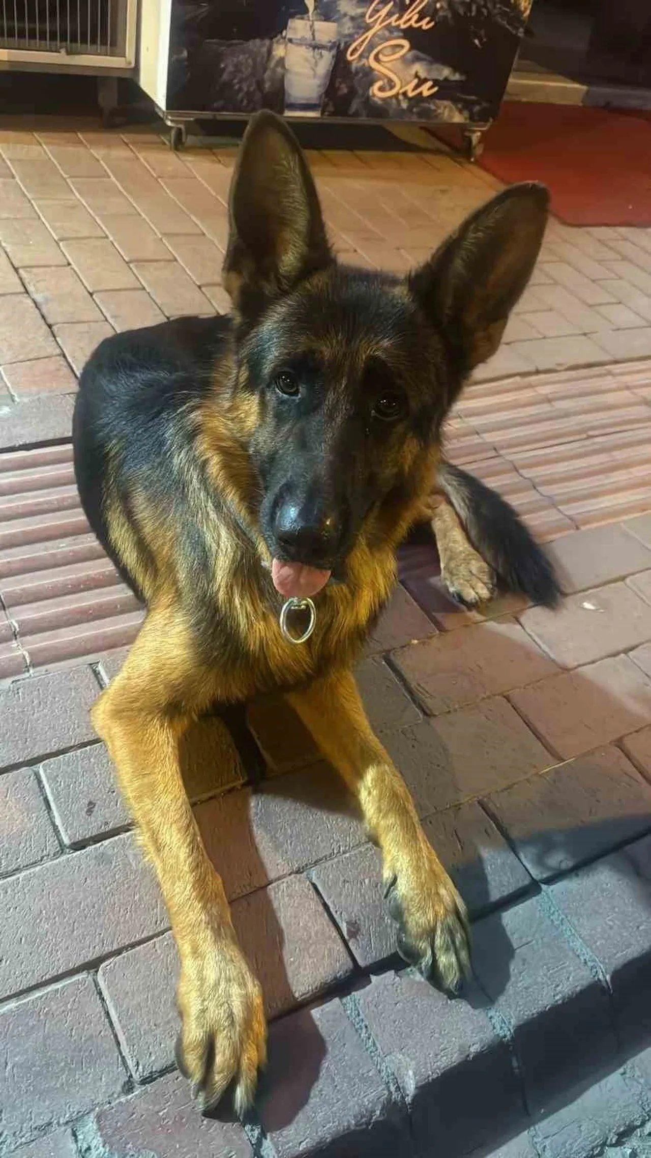 BURSA’NIN İZNİK İLÇESİNDE 3 YAŞINDAKİ ALMAN KURDU KAYBOLDU. KÖPEĞİN SAHİBİ ZİYA YILMAZ, KÖPEĞİNİ...