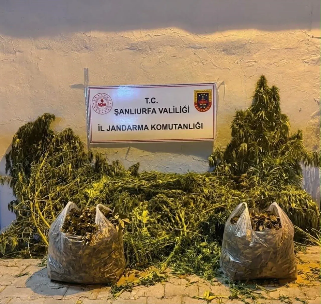 ŞANLIURFA'DA 625 KÖK KENEVİR ELE GEÇİRİLDİ