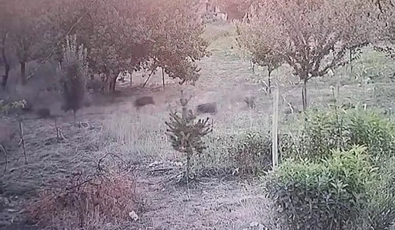 MALATYA'DA YERLEŞİM YERLERİNE KADAR İNEN DOMUZ SÜRÜSÜ KAYISI BAHÇESİNE GİRERKEN GÜVENLİK...