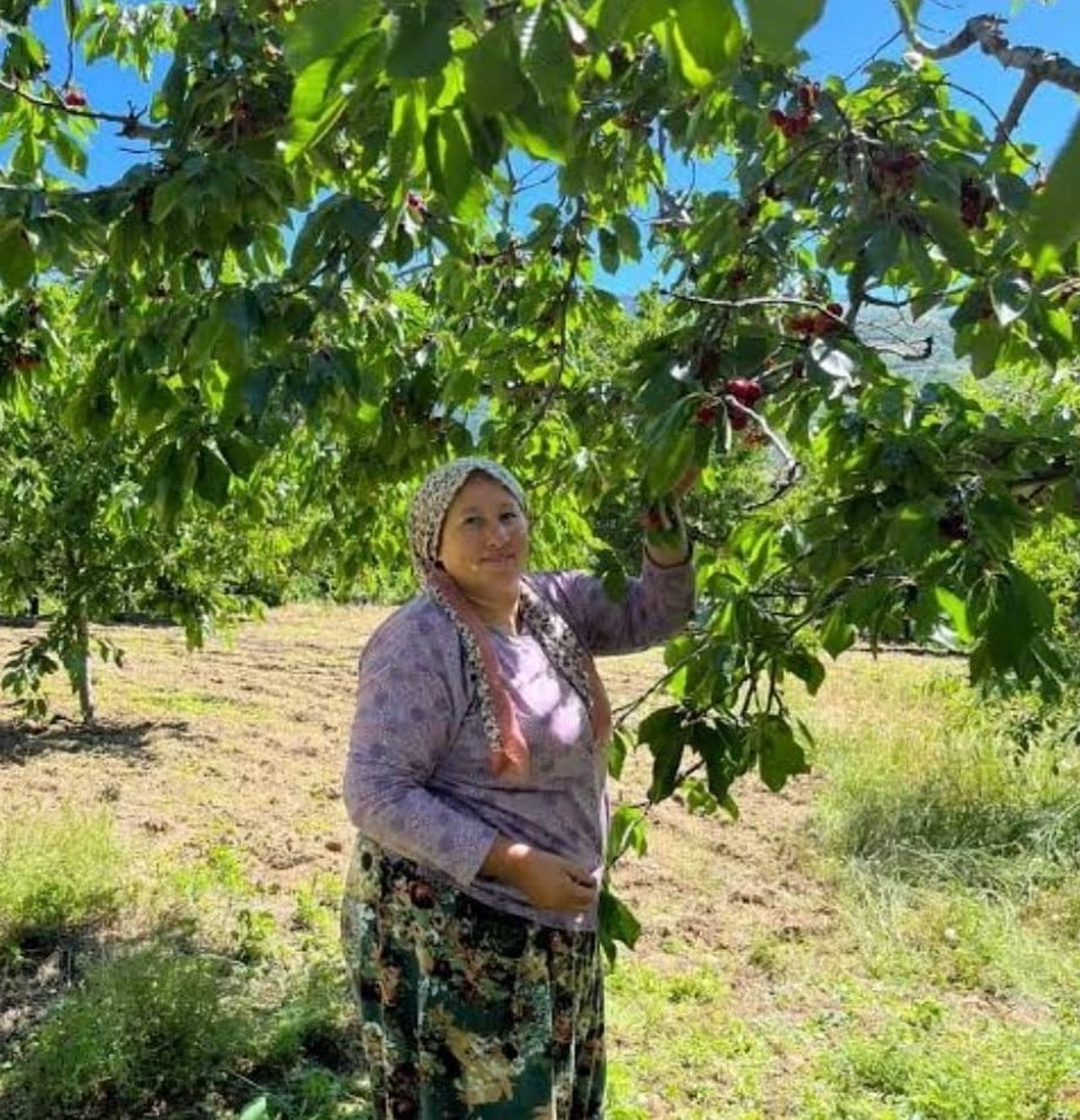 KAHRAMANMARAŞ’IN ANDIRIN İLÇESİNDE KENDİNE HAS AROMASIYLA BİLİNEN KİRAZDA HASAT DÖNEMİ...