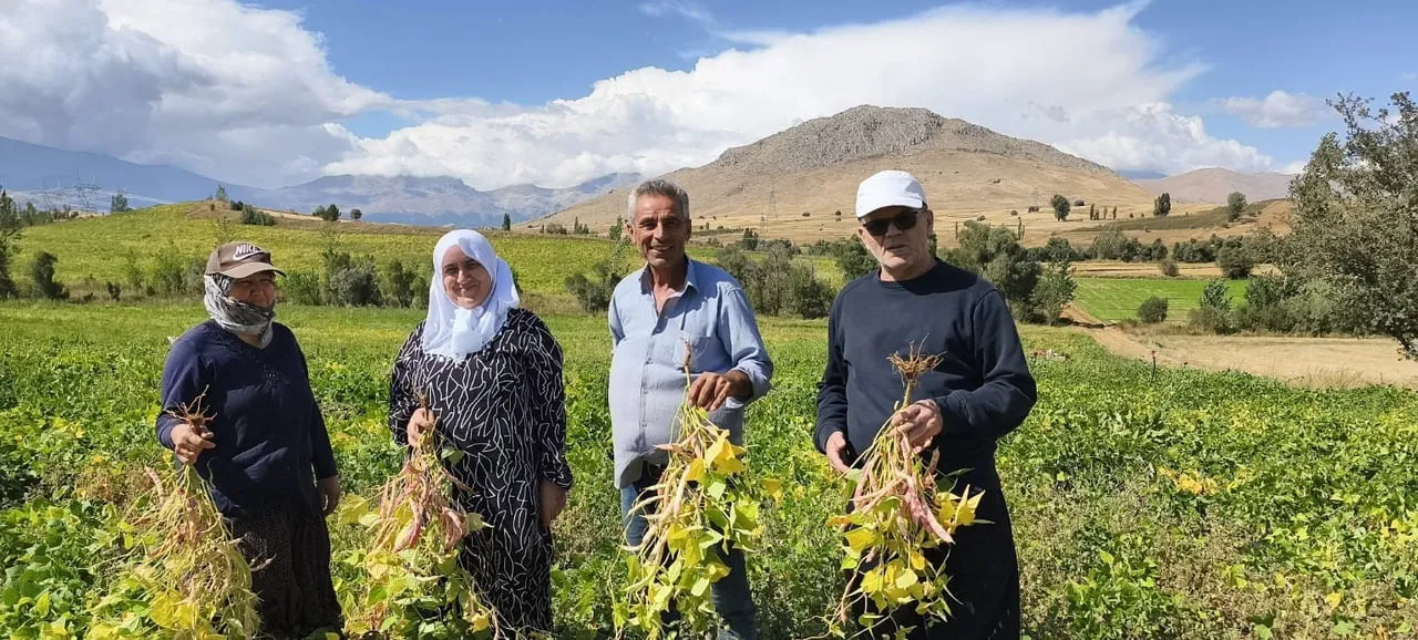 ADANA'NIN TUFANBEYLİ İLÇESİNDE MAYIS AYINDA TOPRAKLA BULUŞTURULAN COĞRAFİ İŞARETLİ BEYAZ KURU...