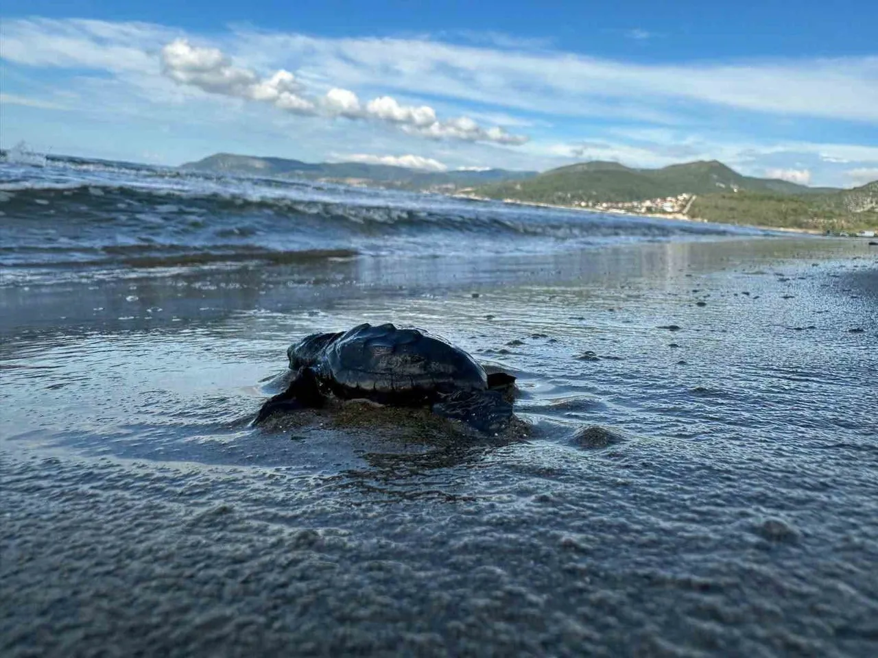 AYDIN’DA CARETTA CARETTALARIN YAVRU ÇIKIŞLARI TAMAMLANDI