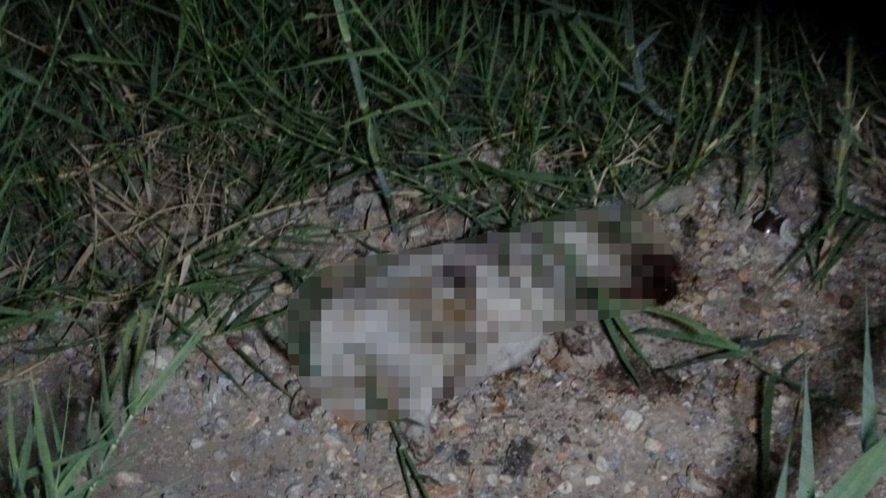ANTALYA’NIN MANAVGAT İLÇESİNDE KULLANDIKLARI ATV İLE ÇARPTIKLARI YAVRU KÖPEĞİN BAŞINI TAŞLA EZEREK...