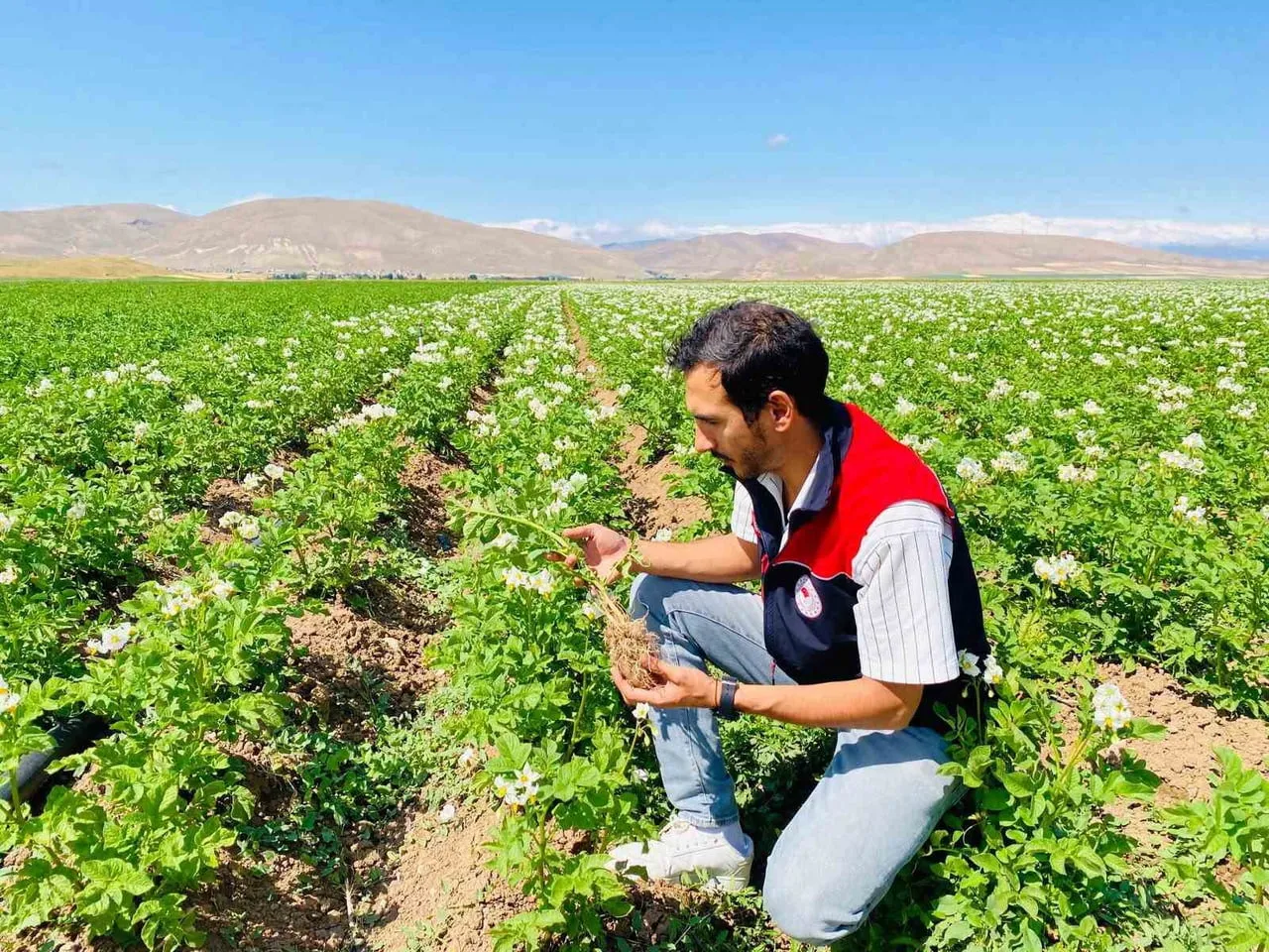 BAYBURT’TA PATATES ÜRETİM ALANLARI HASTALIK VE ZARARLILARA KARŞI DENETLENDİ