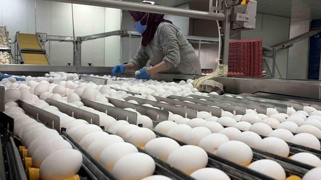 YUMURTA ÜRETİMİNDE TÜRKİYE’DE YAKLAŞIK YÜZDE 25’LİK GİBİ BÜYÜK BİR PAYA SAHİP OLAN...