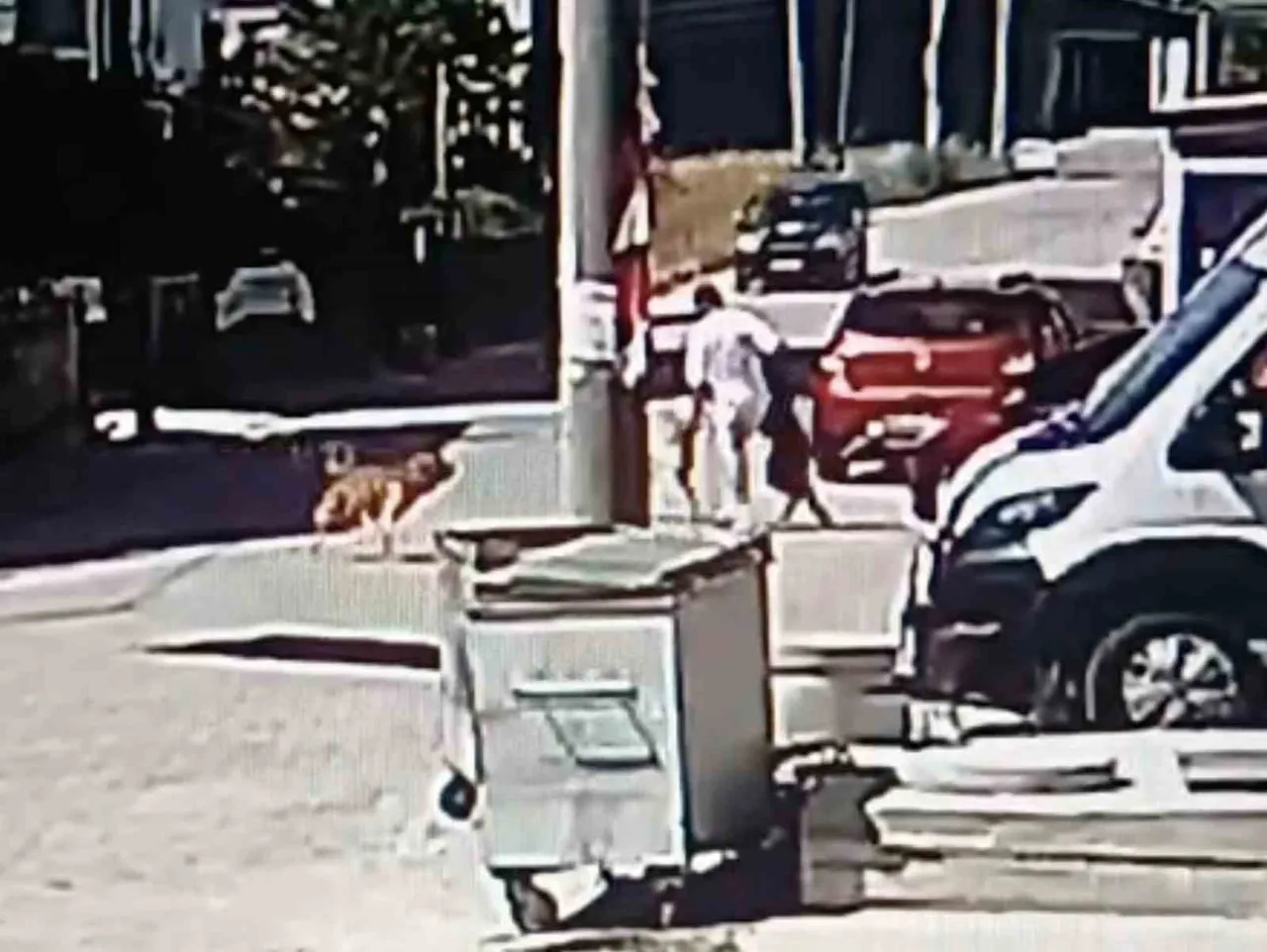 TEKİRDAĞ’IN KAPAKLI İLÇESİNDE KÖPEĞİNİ GEZDİRMEK İSTEYEN GENÇ, SOKAKTA BULUNAN BAŞKA BİR KÖPEĞİN...