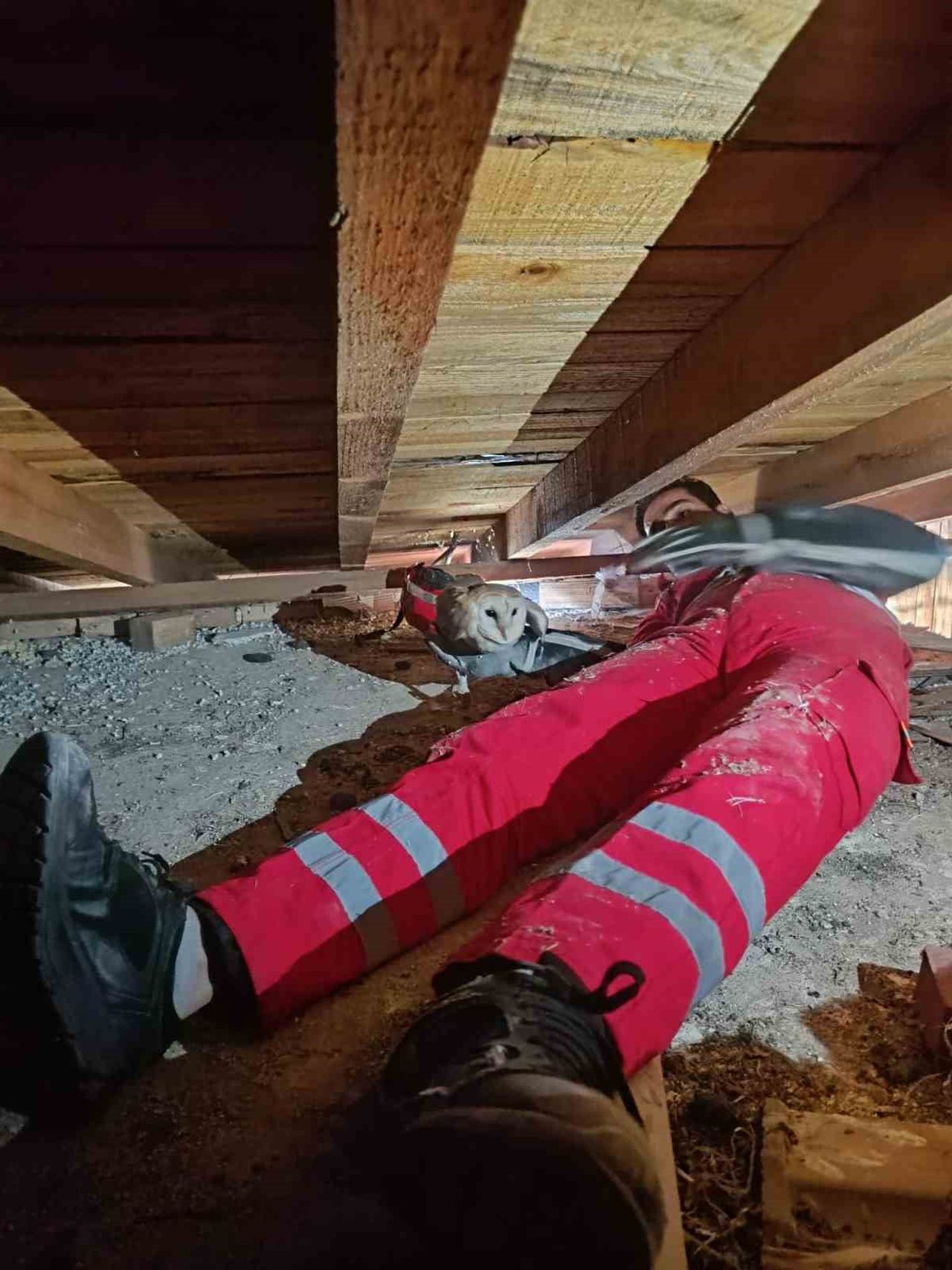 HATAY'DA EŞİ TELEF OLAN PEÇELİ BAYKUŞ, MAHSUR KALDIĞI ÇATI KATINDA İTFAİYE EKİPLERİ TARAFINDAN...