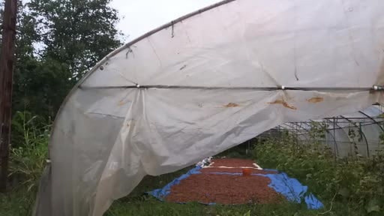 Karadeniz'de dinmeyen yağmurda serada fındık kurutma dönemi