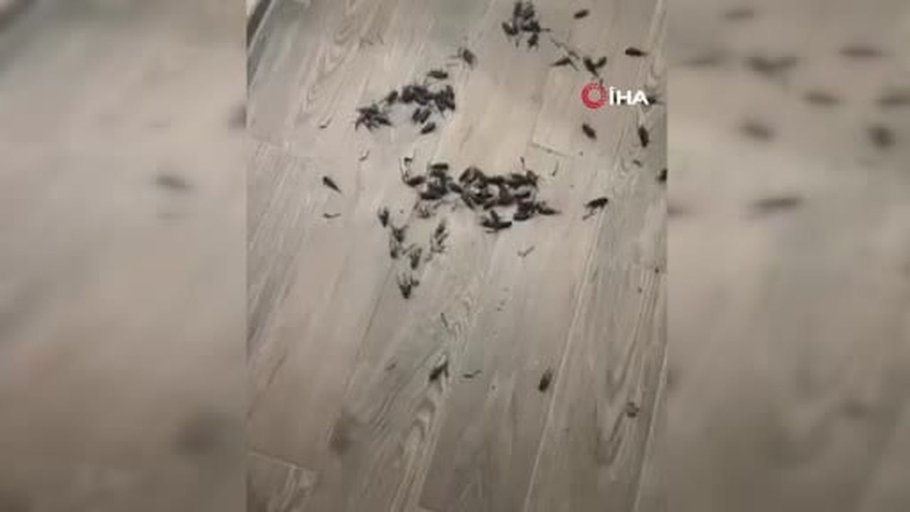 Adana'da cırcır böceği sesleri vatandaşları uyutmuyor