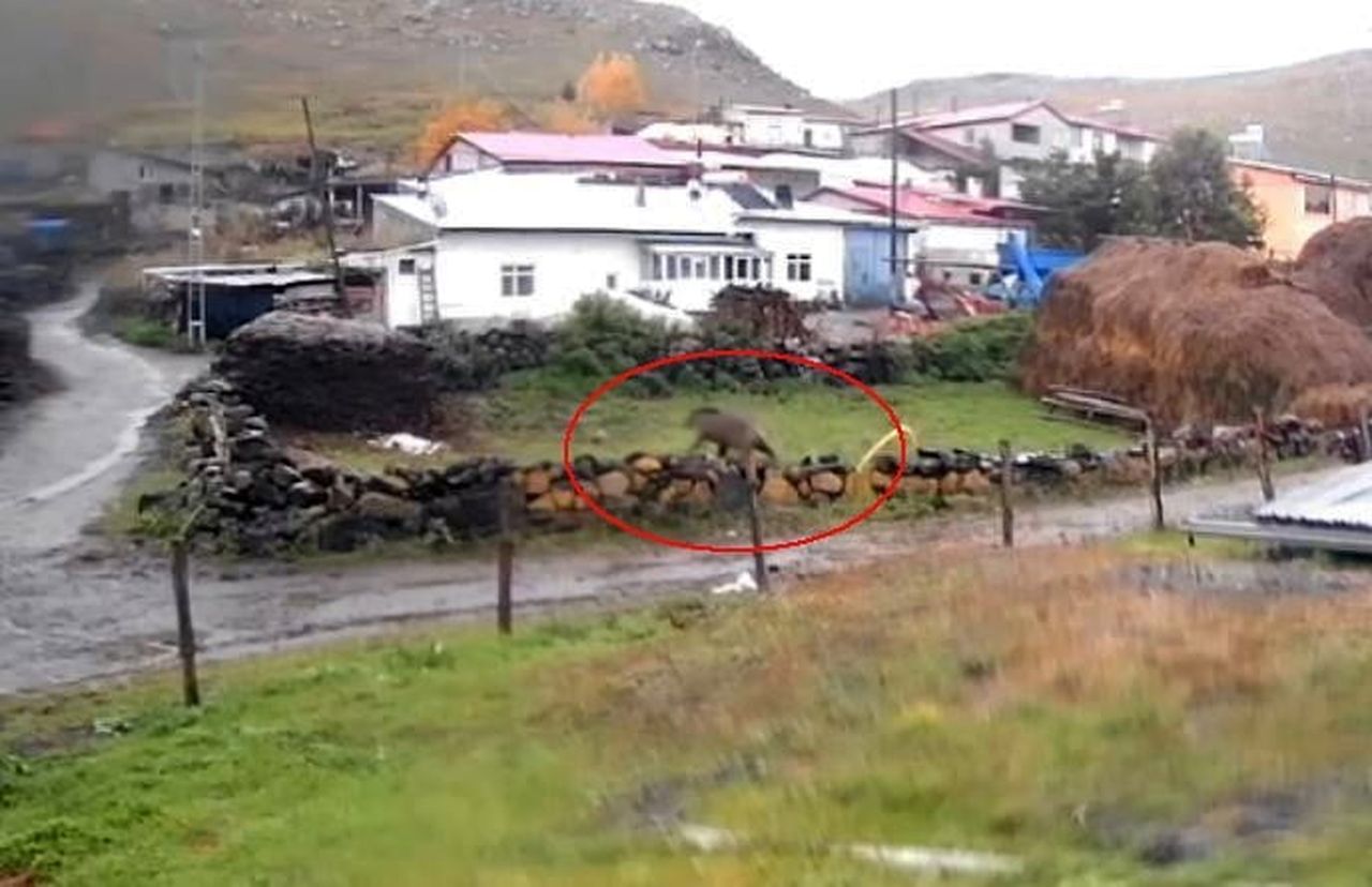 AARDAHAN'DA GÜNDÜZ VAKTİ KÖYE AYI İNDİ. KÖY YAKINLARINDA RAHAT TAVIRLARIYLA DİKKAT ÇEKEN AYI...