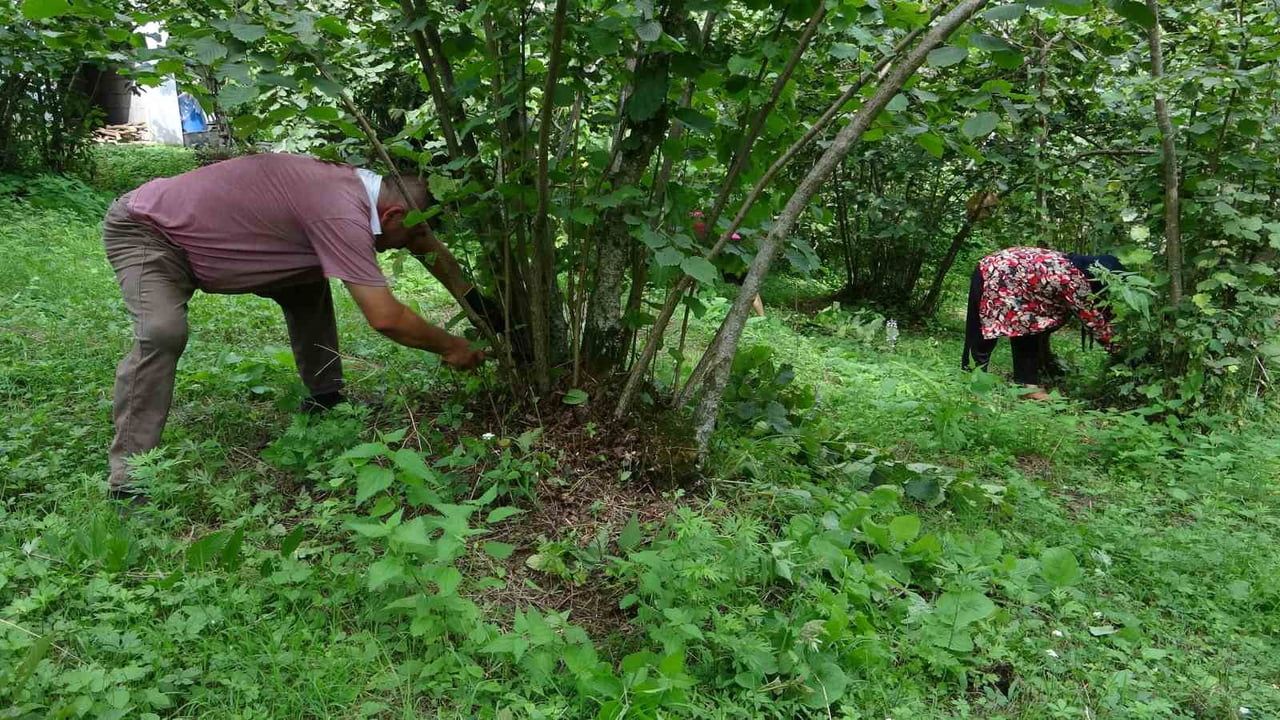 GİRESUN'DA SAHİL KESİMİNDE AĞUSTOS AYININ İLK HAFTASINDA BAŞLAMASI PLANLANAN FINDIK HASADI...