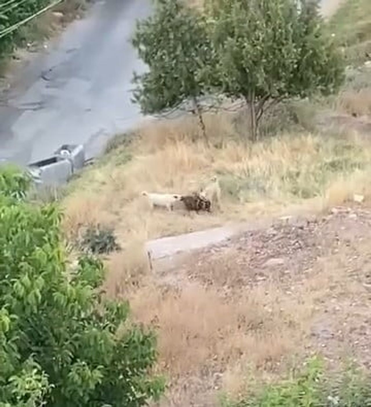 ELAZIĞ’DA SÜRÜ HALİNDEKİ SOKAK KÖPEKLERİ, SALDIRDIĞI 2 KEÇİYİ TELEF ETTİ