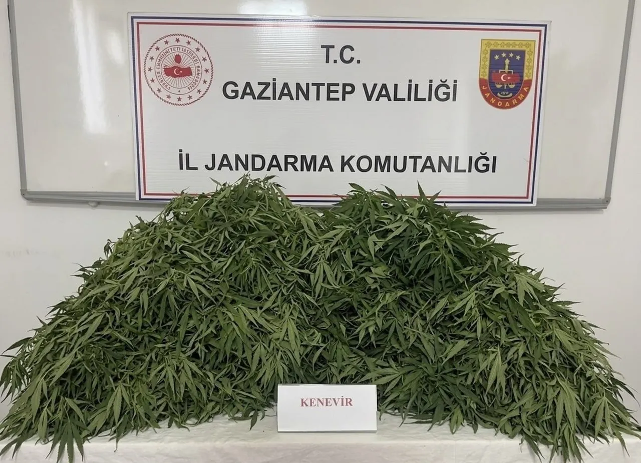 GAZİANTEP'TE JANDARMA EKİPLERİNCE YAPILAN OPERASYONDA 116 KÖK KENEVİR VE 550 GRAM ESRAR ELE...