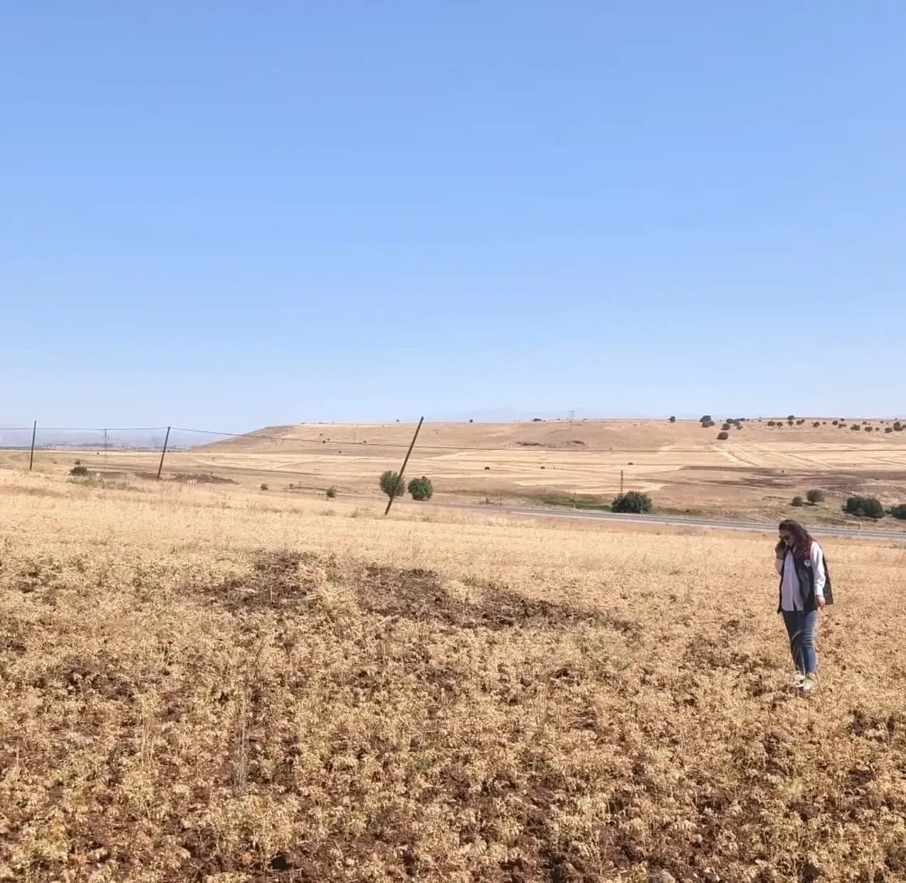 AĞIN’DA TÜYLÜ NOHUT HASADI DEVAM EDİYOR