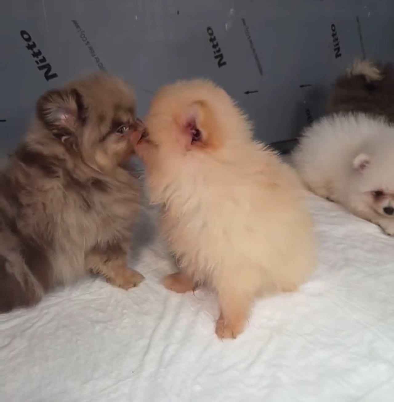 KAPIKULE'DE KAÇAK YOLLARLA YURDA SOKULMAK İSTENEN 5 YAVRU KÖPEK ELE GEÇİRİLDİ