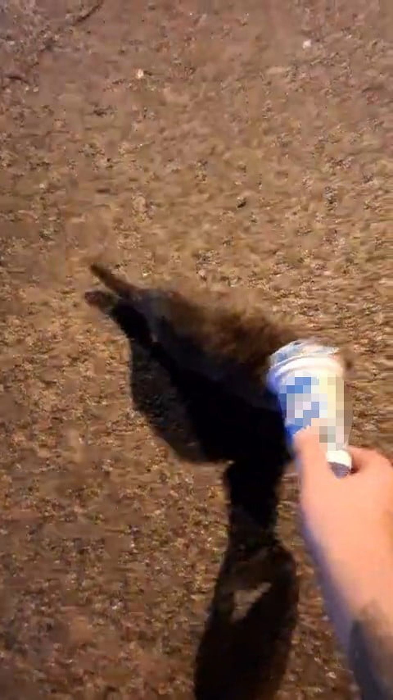 ZONGULDAK’IN KARADENİZ EREĞLİ İLÇESİNDE KAFASINA PLASTİK AYRAN KUTUSU SIKIŞAN KEDİ, YARDIM İSTEMEK...