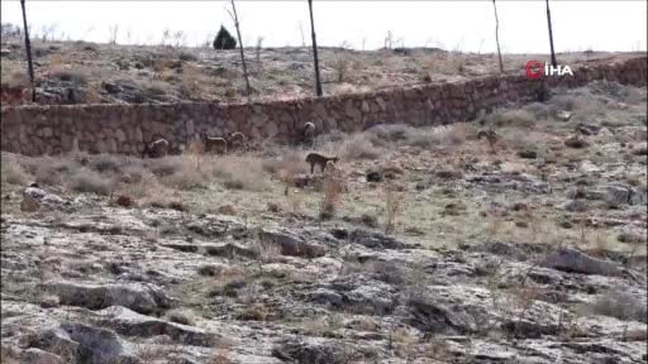 Dağ keçisi sürüsü seyir terası manzarasına dahil oldu