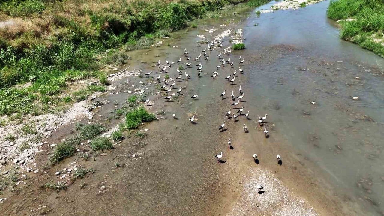 KARABÜK'TE SON YILLARDA SOĞANLI ÇAYI'NI YAŞAM ALANI OLARAK TERCİH EDEN LEYLEK SÜRÜSÜ, DRONLA...