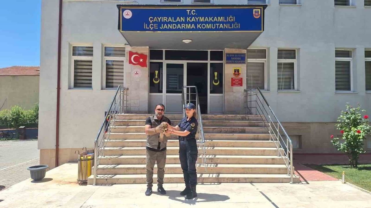 EKİPLERCE MUHAFAZA ALTINA ALINAN YARALI ŞAHİN GEREKLİ BAKIM VE TEDAVİSİNİN YAPILMASI AMACIYLA DOĞA...