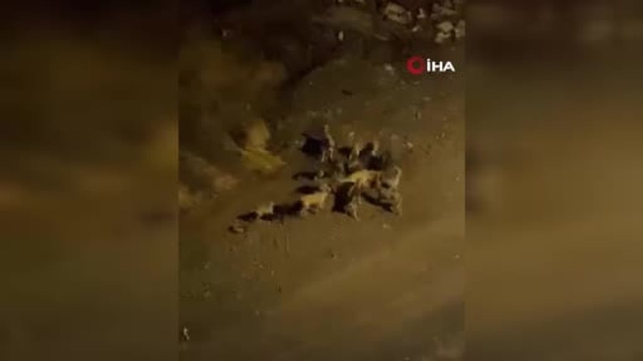 Ankara'da başıboş köpek sorunu sürüyor