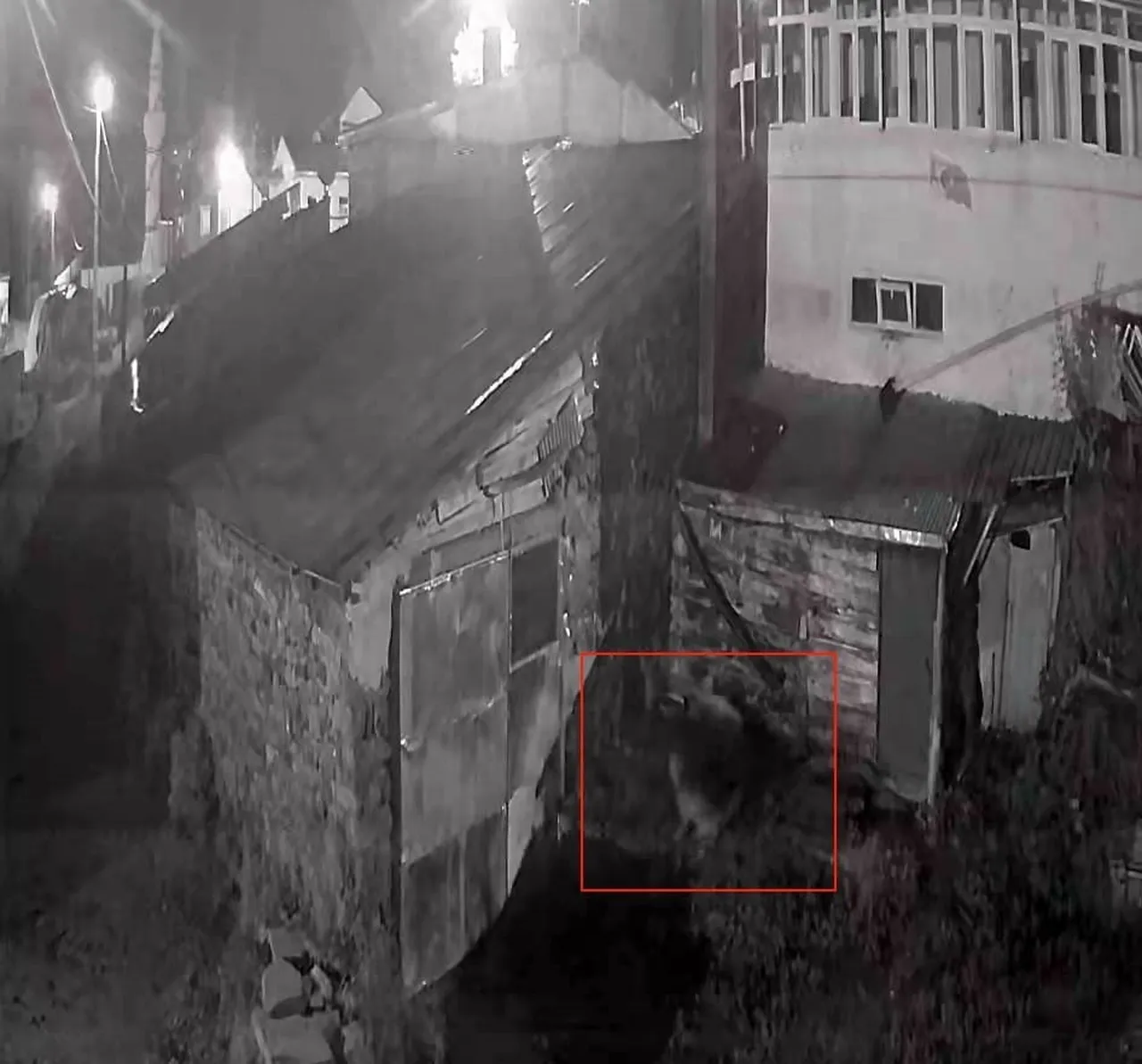 KÖY YERLEŞİMİNE KADAR İNEN BİR KURT, BİR EVİN BAHÇESİNDEKİ KÖPEĞE SALDIRDI.