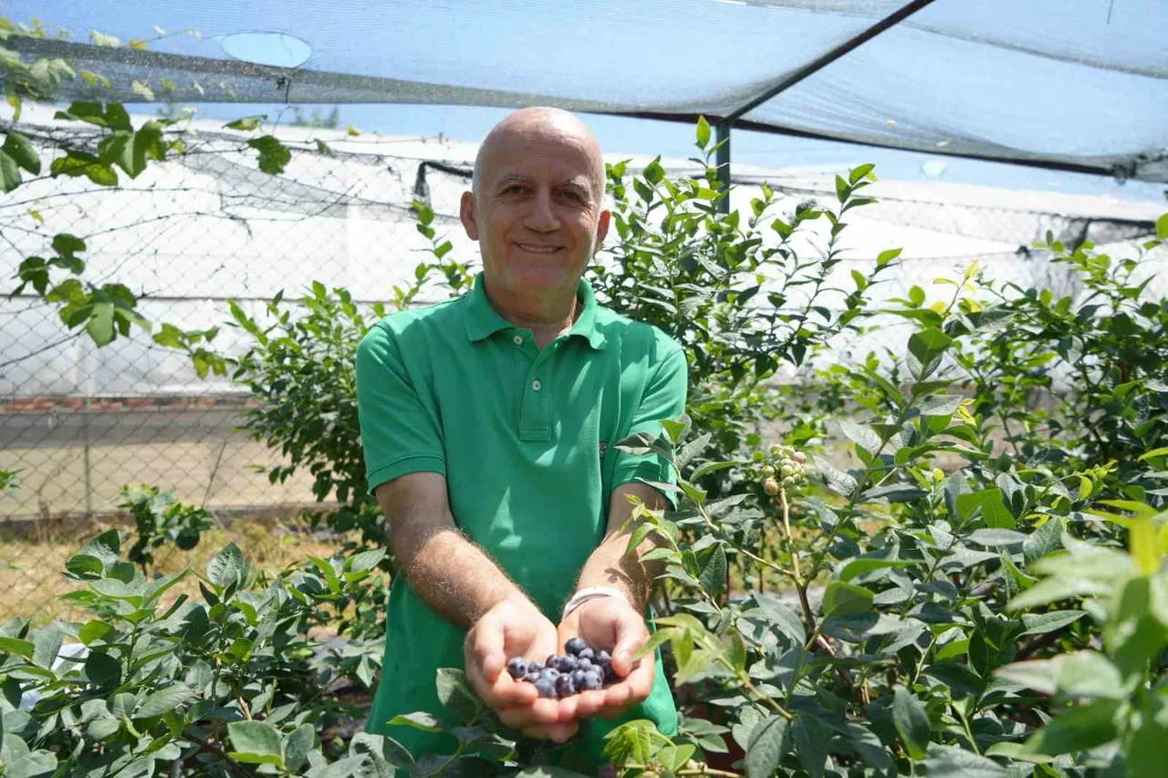 PROF. DR. HÜSEYİN ÇELİK, TÜRKİYE'DE MAVİYEMİŞİN (BLUEBERRY) YETİŞTİRİCİLİĞİNİN GELİŞİMİ, ÜRETİM...