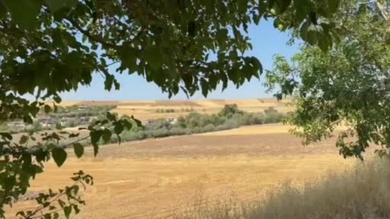 Tunceli’de domuz sürüsü böyle görüntülendi