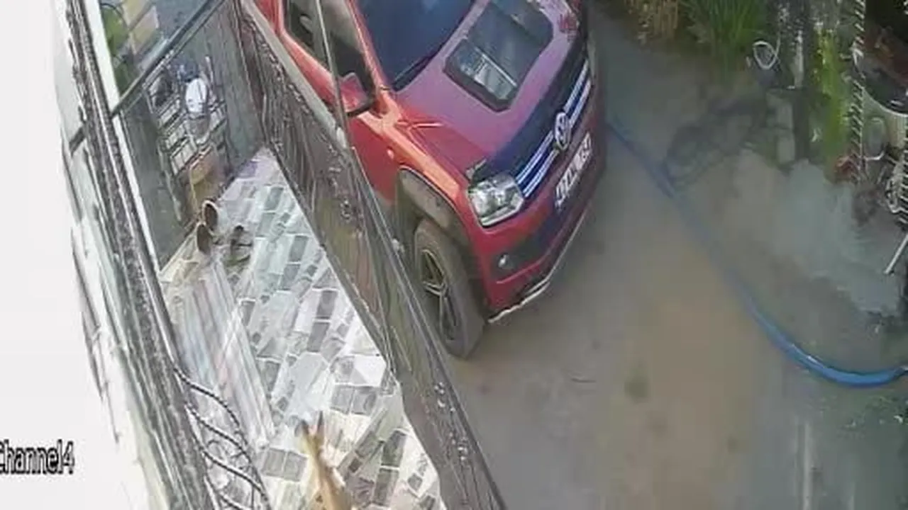 Kedi, köpek sandığı terlik hırsızı tilki çıktı