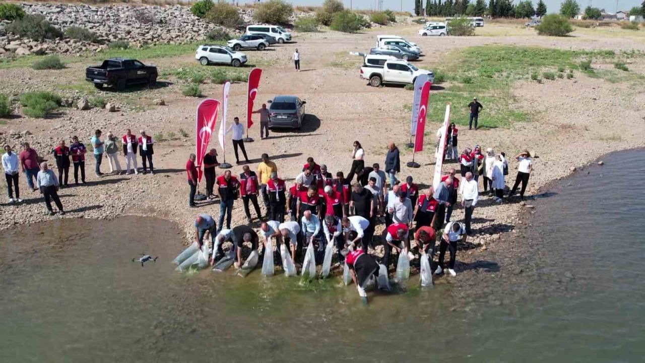ADIYAMAN'DA ÇAMGAZİ BARAJ GÖLETİ'NE 680 BİN ADET YAVRU SAZAN BALIĞI BIRAKILDI.