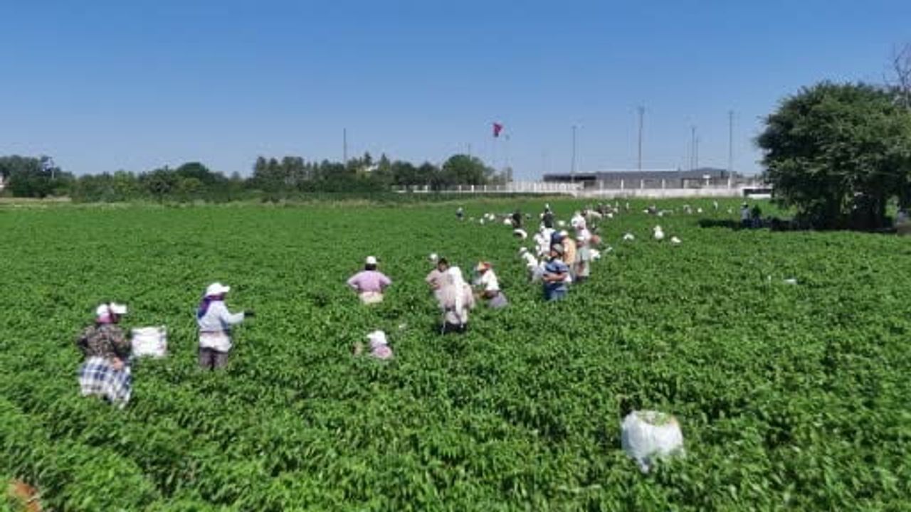 Edirne'de 35 derece sıcağın altında acı biber hasat mesaisi başladı