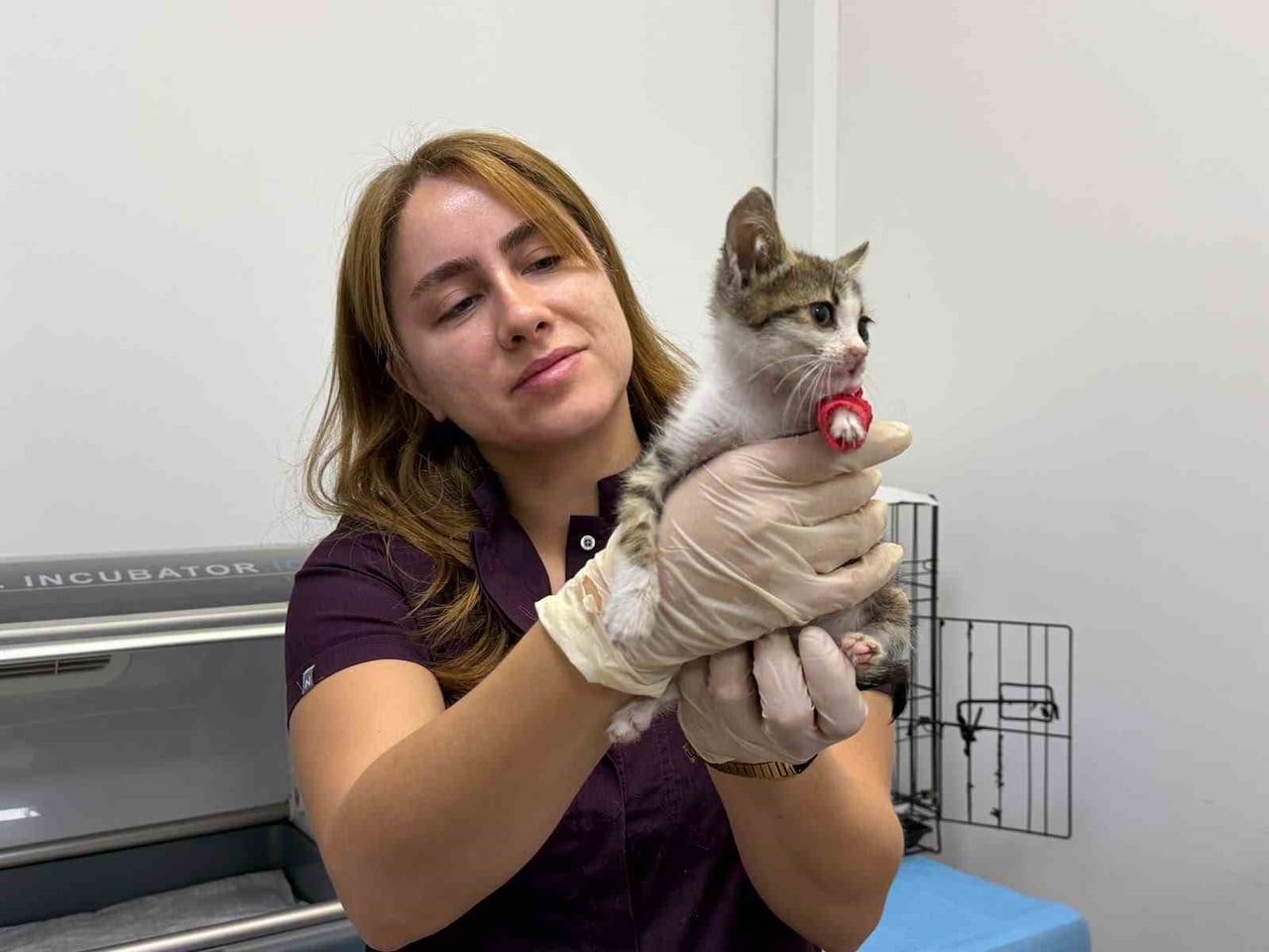 BANDIRMA’DA ŞİDDETE UĞRAYAN YAVRU KEDİ TEDAVİ ALTINA ALINDI