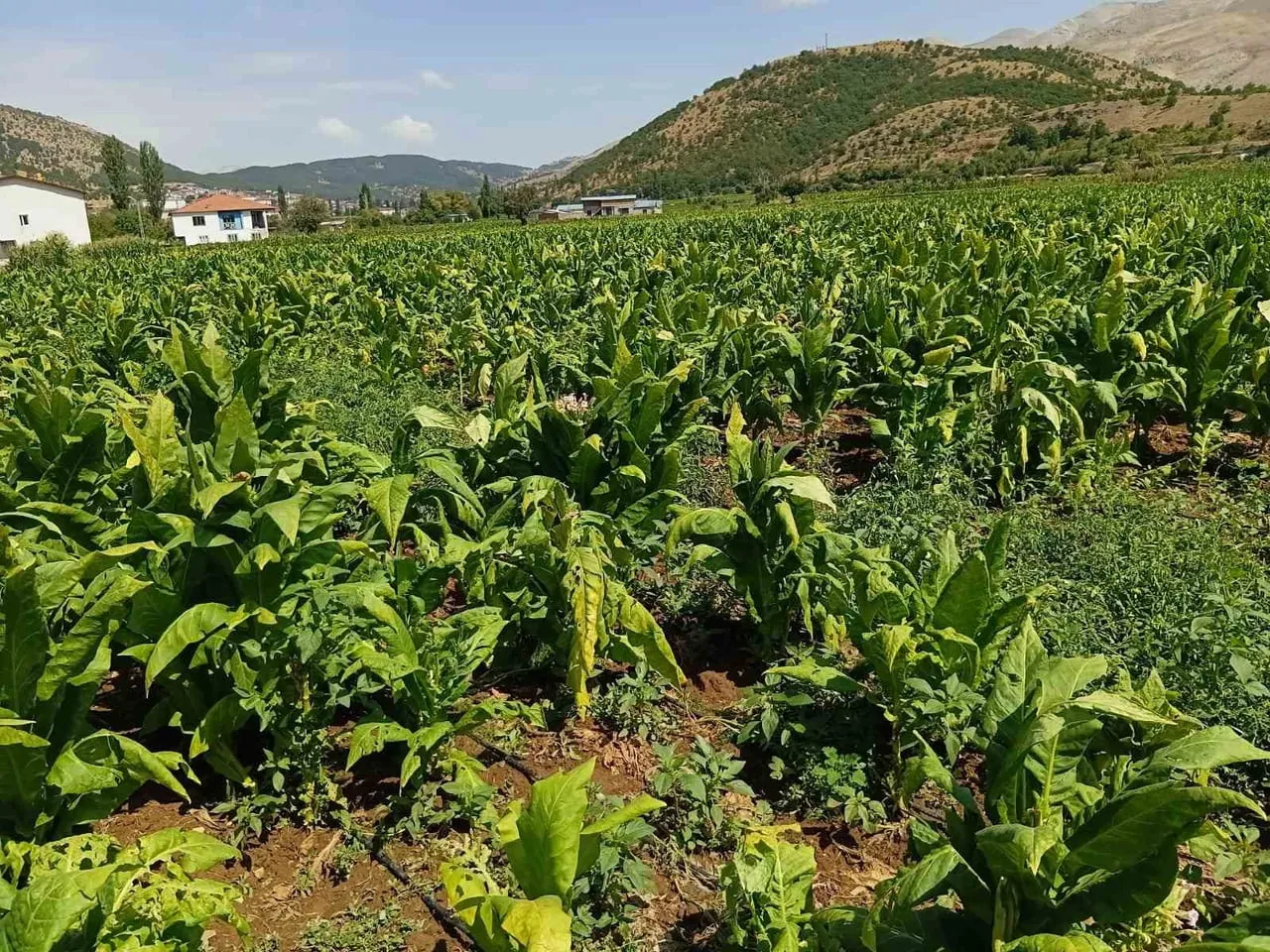 ADIYAMAN’IN ÇELİKHAN İLÇESİNDE GECE SAATLERİNDE BAŞLAYAN DOLU YAĞIŞI, TARLADA EKİLİ TÜTÜNLERE...