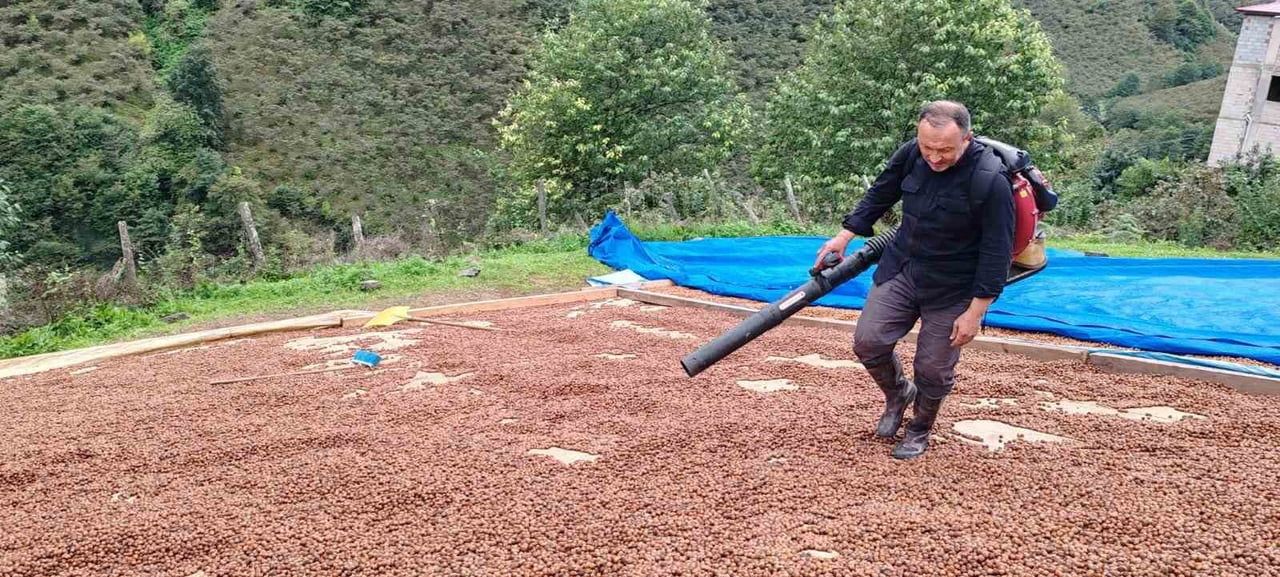 GİRESUN’DA FINDIK HASADININ ARDINDAN ETKİLİ OLAN YAĞIŞLI HAVA, ÜRETİCİLERİN KURUTMA SÜRECİNİ DE...